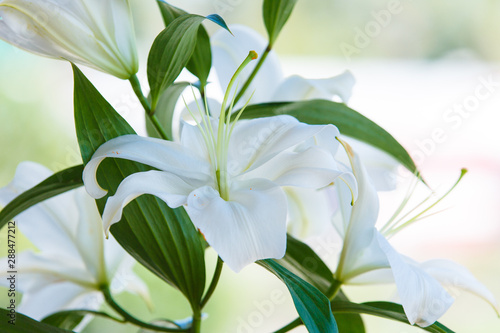Bouquet of white lilies close-up with blurred background.