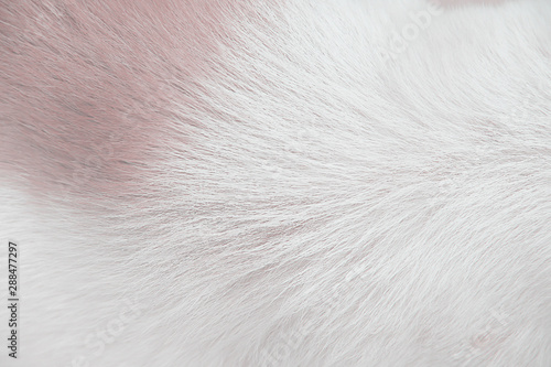 Top view dog fur patterns texture for background © Amphawan