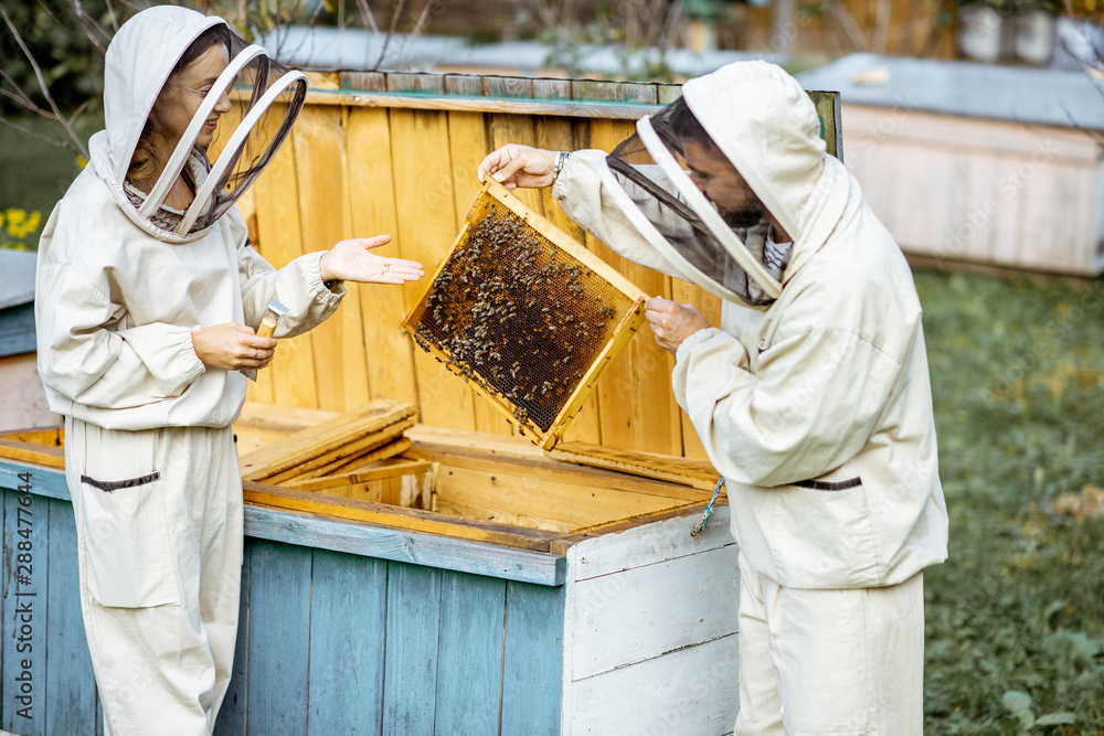 Two young beekepers in protective uniform working on a small apiary farm, getting honeycombs from the wooden beehive Two young beekepers in protective uniform working on a small apiary farm, getting honeycombs from the wooden beehive