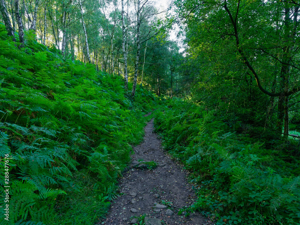 Obraz premium Dark woodland path on a steep hillside in the Derbyshire Peak District
