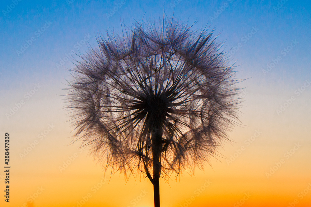 Fluffy big dandelion against the backdrop of the setting sun