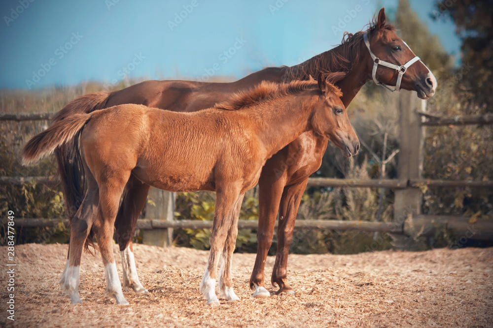 Obraz premium A red-haired, unsaddled horse, clad in a halter, walks with his red-haired little colt in the paddock, which is in the field.