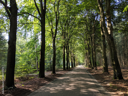 Fototapeta Naklejka Na Ścianę i Meble -  Road through the forest of Exel