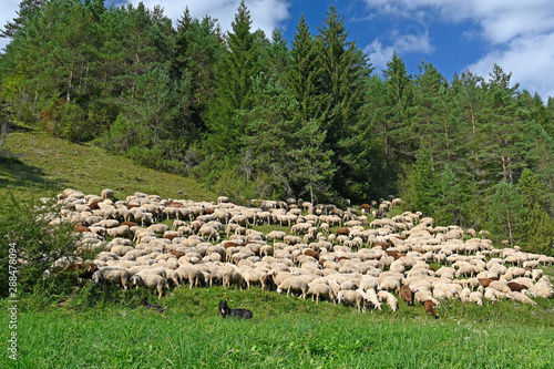 Schafherde (Merinolandschaf / Württemberger) - Sheeps photo