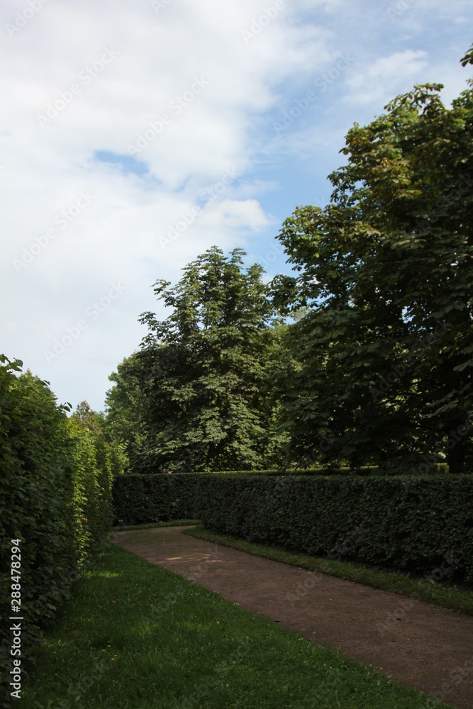 forest in the Park in summer