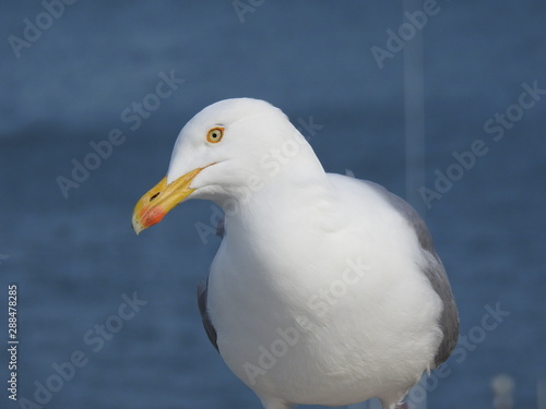 goéland