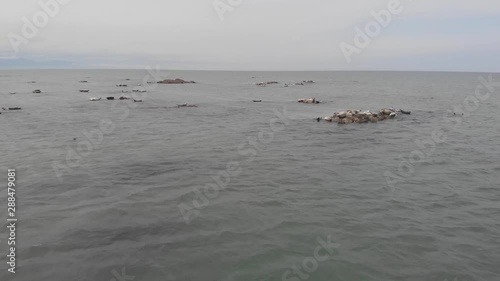 Sakhalin seal resting on the warm stones