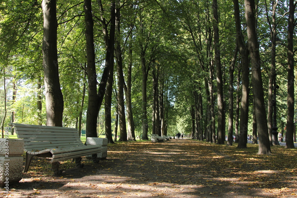 sidewalks in the Park in the summer