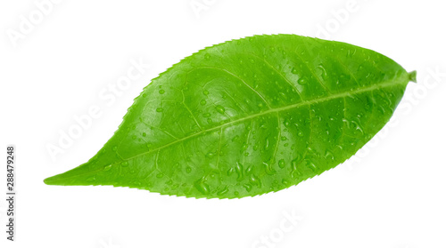 green tea leaf and water drop isolated on white background, selective focus.