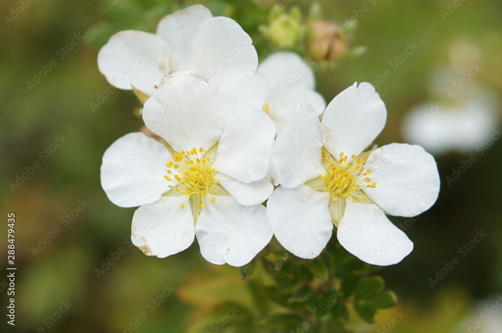white flowers white flowers