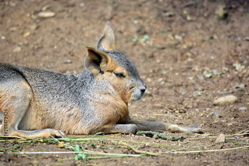 Exotic Hare Dolichotis Patagonum Sleeping
