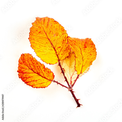 Vibrant autumn leaves branch on a white background