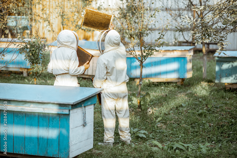 Two beekeepers in protective uniform examining honeycombs while working on a traditional apiary. Back view