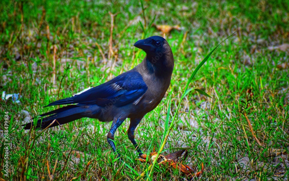 Fototapeta premium black crow
