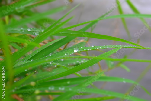 Droplet, plant, leaf and invertebrate ,World into a Water ,Taken with an nikon D5300 07/09/2019 The picture taken with 55.0mmDrops on Grass photo