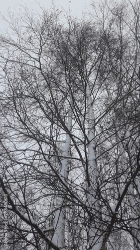 trees in winter © Meri
