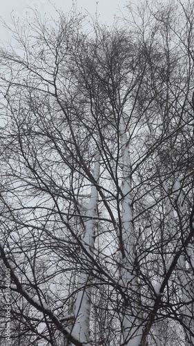 trees in winter