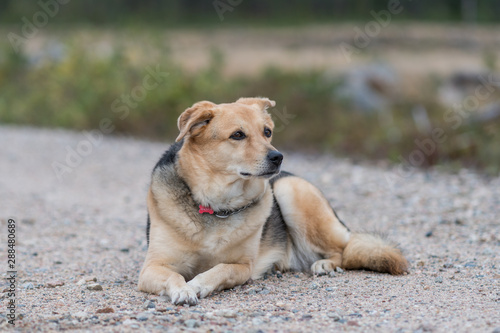 Obedient dog sitting on ground © Bogdan