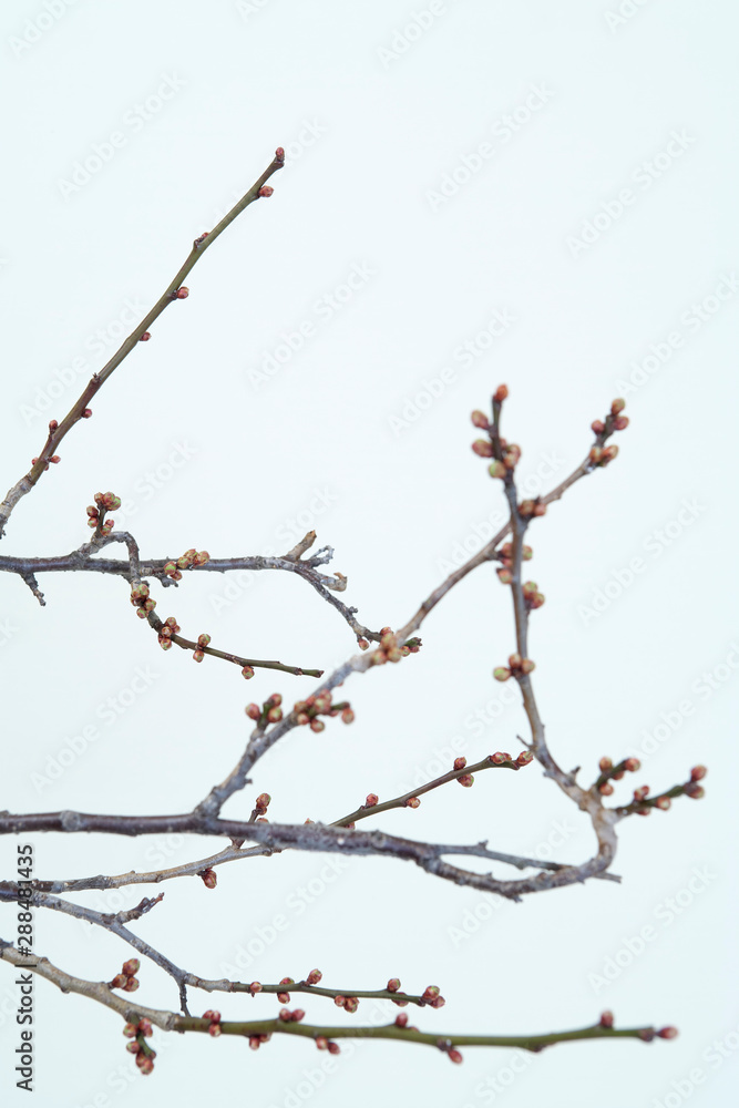 Branch of the Plum<Early Spring> 初春の梅 Branch of the Plum<Early Spring> 初春の梅