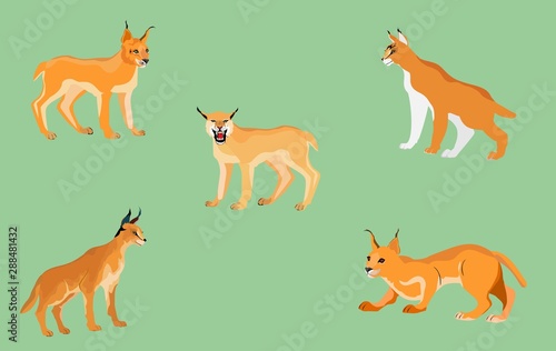 Desert lynx set in different poses isolated vector