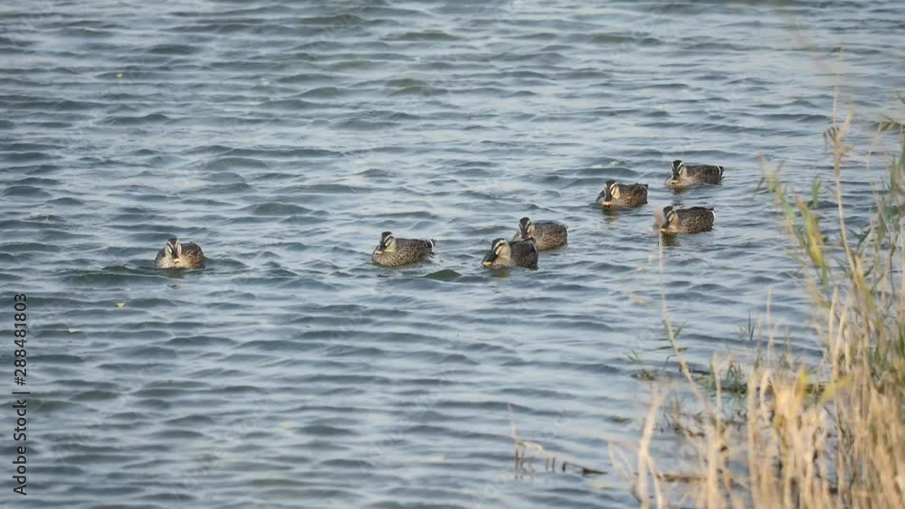 ducks in a pond 한국 오리 ducks in a pond 한국 오리