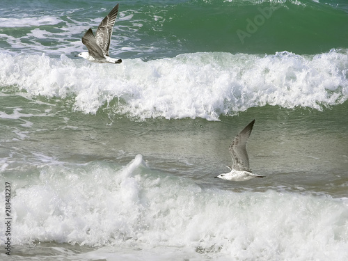 Seagulls fly over the foamy waves of the raging sea on a bright sunny day