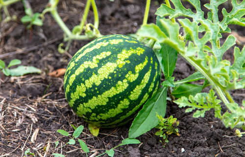 Watermelon grows in the garden