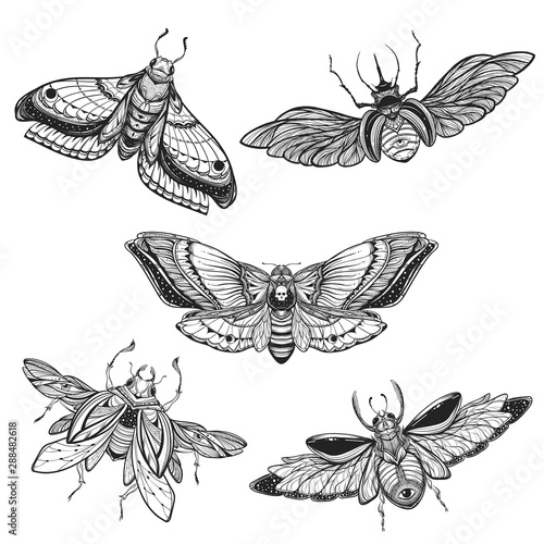 Beetle bug tattoo drawing set. Scarab bug illustration