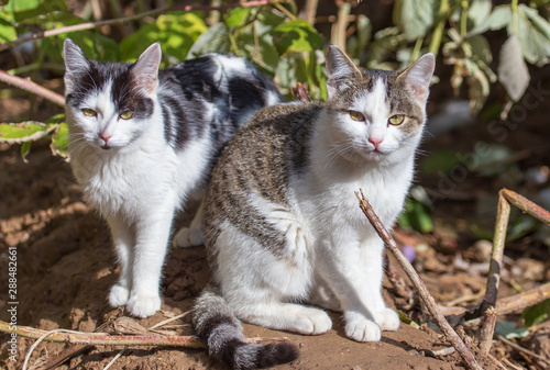 Portraits of two cats in nature