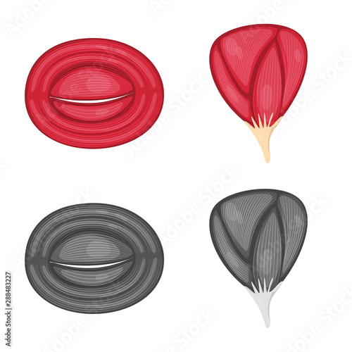Isolated object of fiber and muscular sign. Collection of fiber and body stock vector illustration.