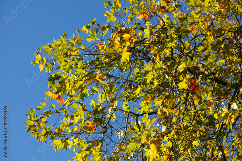 gelb verfärbte Ahornblätter an einem Baum