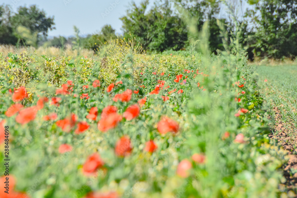 Landwirtschaft Feld Wiese mit Mohn im Sommer Landwirtschaft Feld Wiese mit Mohn im Sommer