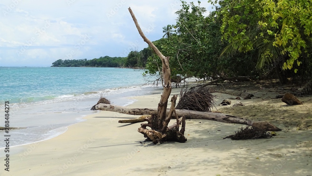 tree on the beach