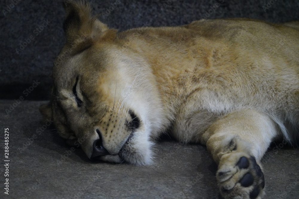 Naklejka premium ライオン