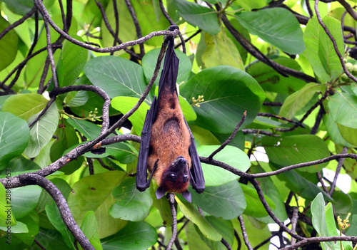 A flying fox hangs upside down on a tree.