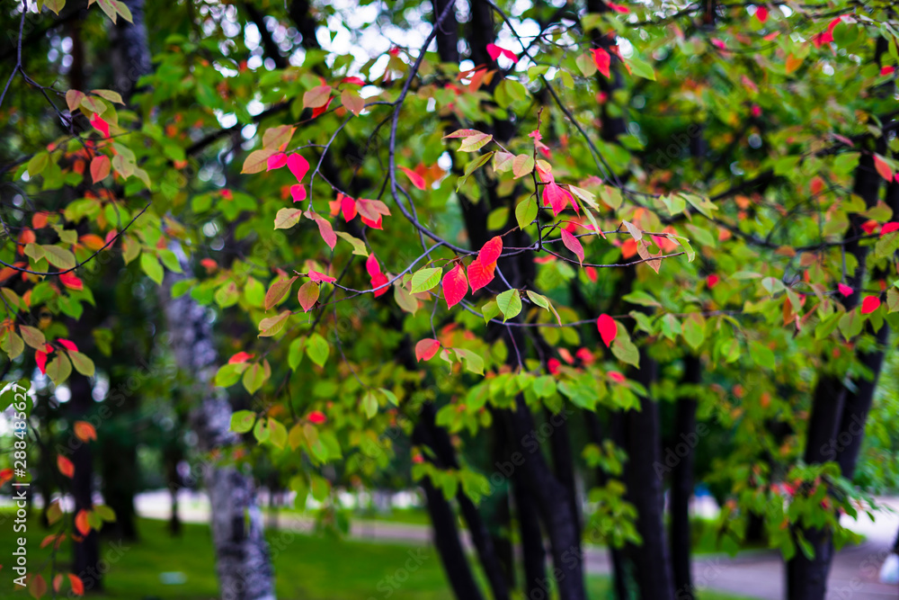 Obraz premium autumn forest with blushing leaves