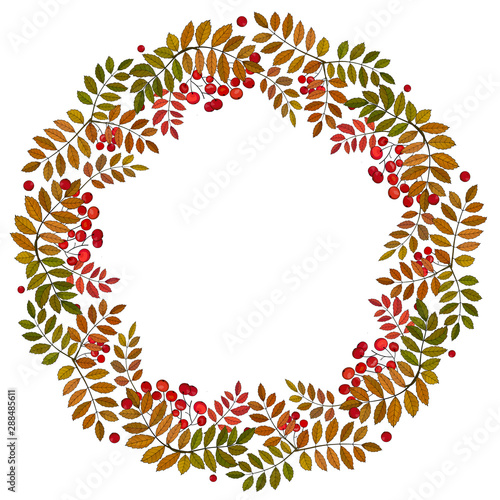 Autumn wreath with rowan berries and leaves. Vector illustration