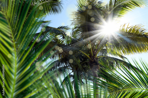 Group of close up tall palm trees leaves over clear blue sky with sunbeam in Florida  USA