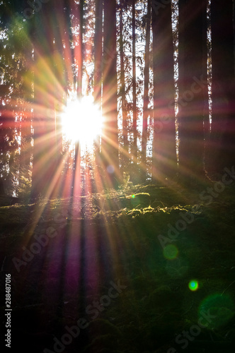 Beautiful dawn in autumnal forest with sunrise