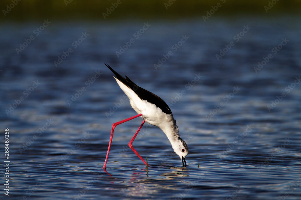 Fototapeta premium Black-winged stilt (Himantopus himantopus) feeding in shallow water, Croatia