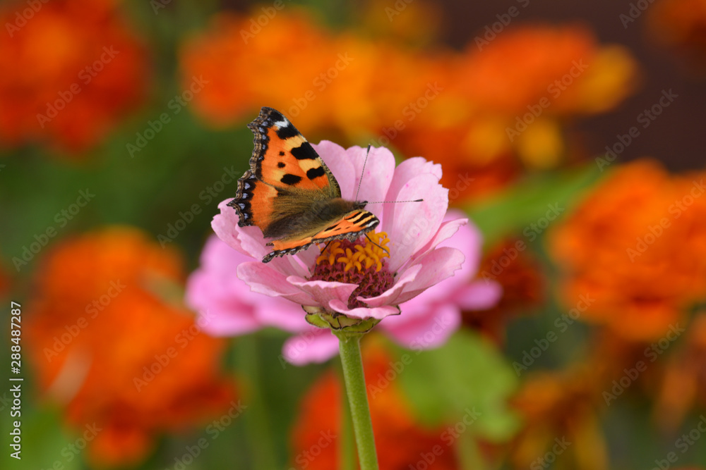 Butterfly small tortoiseshell sitting on pink flower on blured orange and green background Butterfly small tortoiseshell sitting on pink flower on blured orange and green background