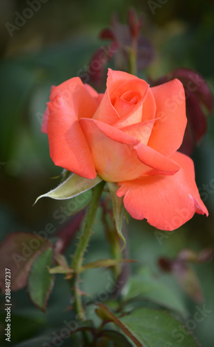 One rose flower on dark green blured background