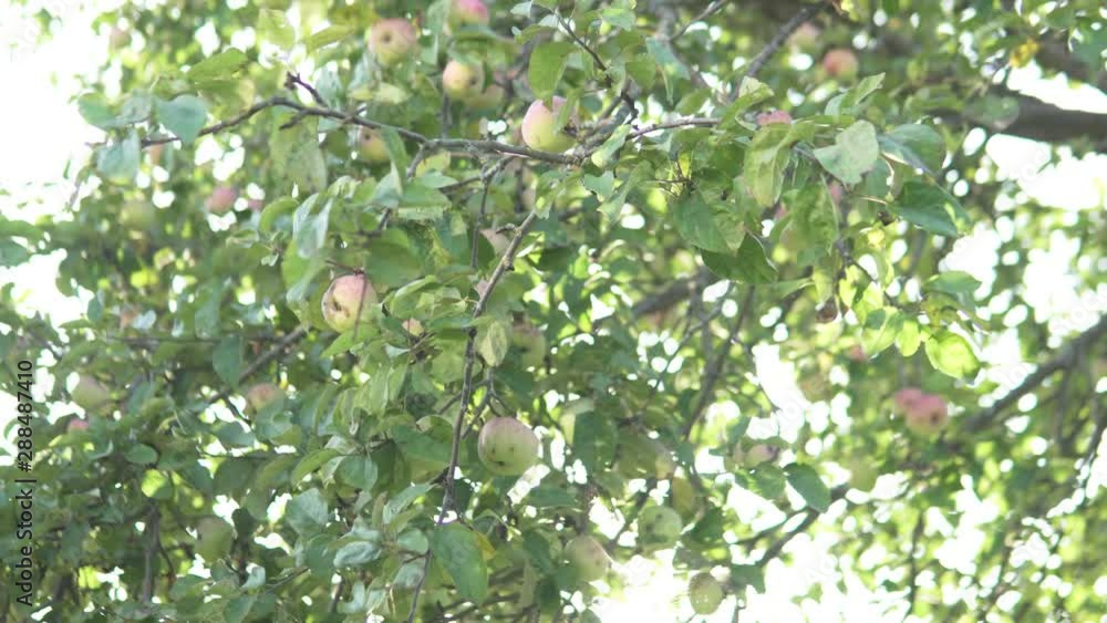 A child picks apples from an apple tree in the garden at sunset A child picks apples from an apple tree in the garden at sunset