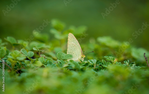 Buuterfly in the grass
