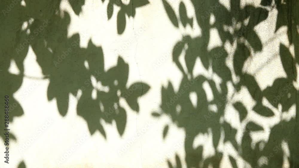 Leaves shadow on the wall, Chiangmai Thailand Leaves shadow on the wall, Chiangmai Thailand