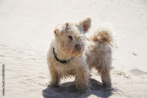 fluffy brown dog on the beach © Iveta