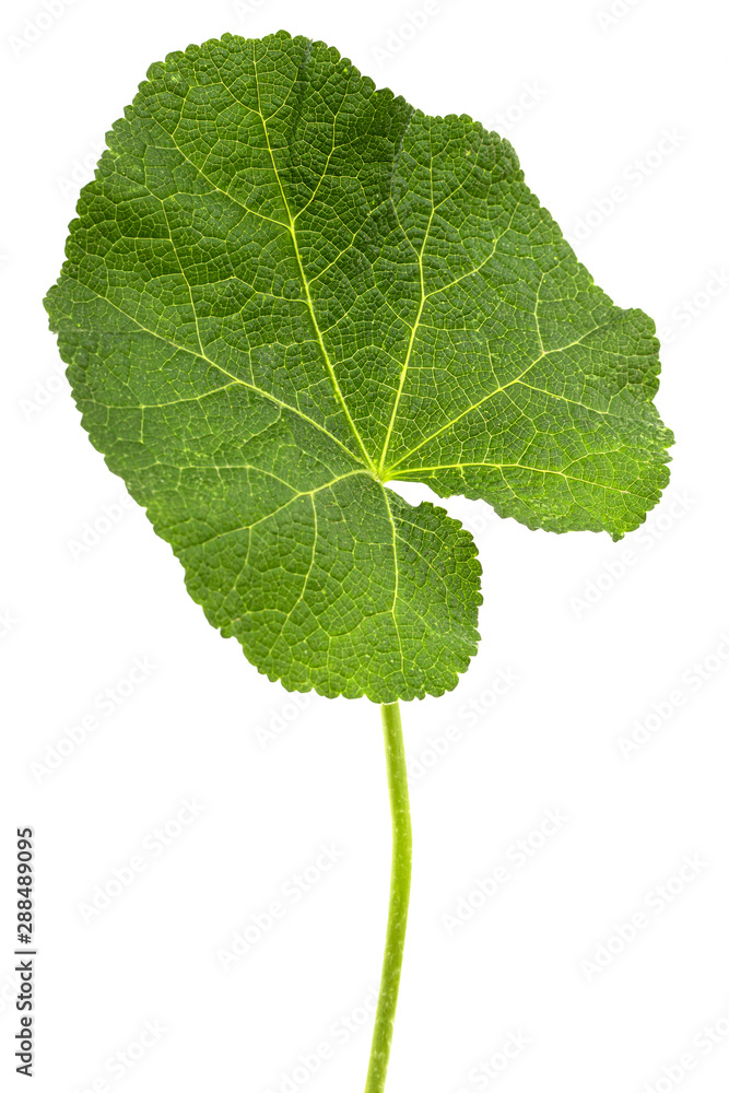 Fototapeta premium Green leaf of mallow, isolated on white background