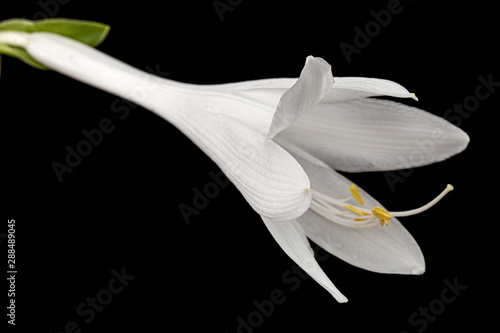 Blooming white flower of Hosta, also Funkia, family of Asparagus (lat. Asparagales), on black background