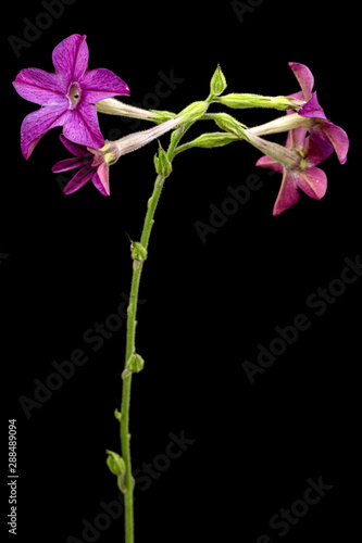 Flower of fragrant tobacco, lat. Nicotiana sanderae, isolated on black background