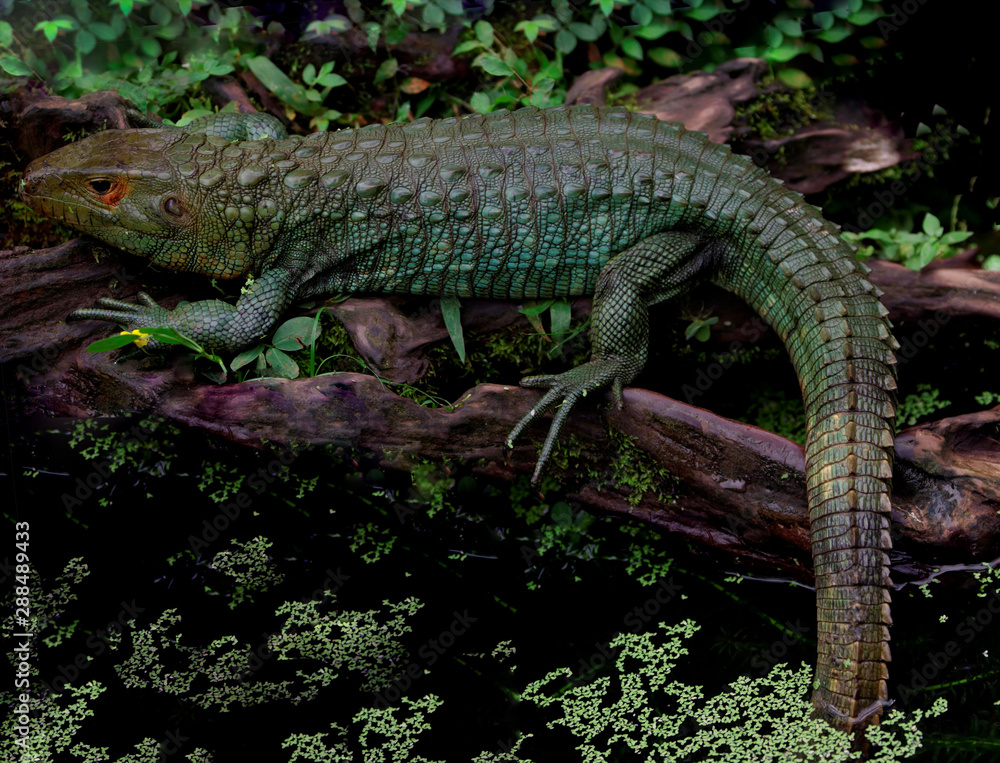 Lizard sitting on the roots of a tree Lizard sitting on the roots of a tree